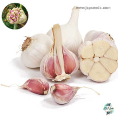 20 gram Georgian Fire Hardneck Garlic Bulbils (Organic Vegetable) Non-GMO Heirloom Seeds