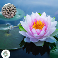 15 Thai Heirloom Lotus flower Bonsai Seeds Water Plants (Original Thai Seeds) 019