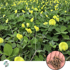 50 Pinto Peanut Amarillo Peanut Yellow Peanut Plant (Arachis pintoi) Seeds