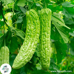 30 Bitter Melon Chinese Bitter Gourd Indian Seeds (Asia Vegetable)