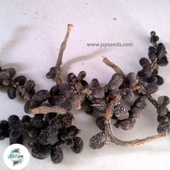 20 Red Champak Michelia champaca Michelia champaca L.Conchampa Seeds (Asia Flower)