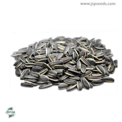 50 Sunspot Sunflower Seeds (Flower Plants)