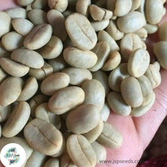 30 Tropical Exotic Thai Coffee Bean Arabica Bonsai Seeds