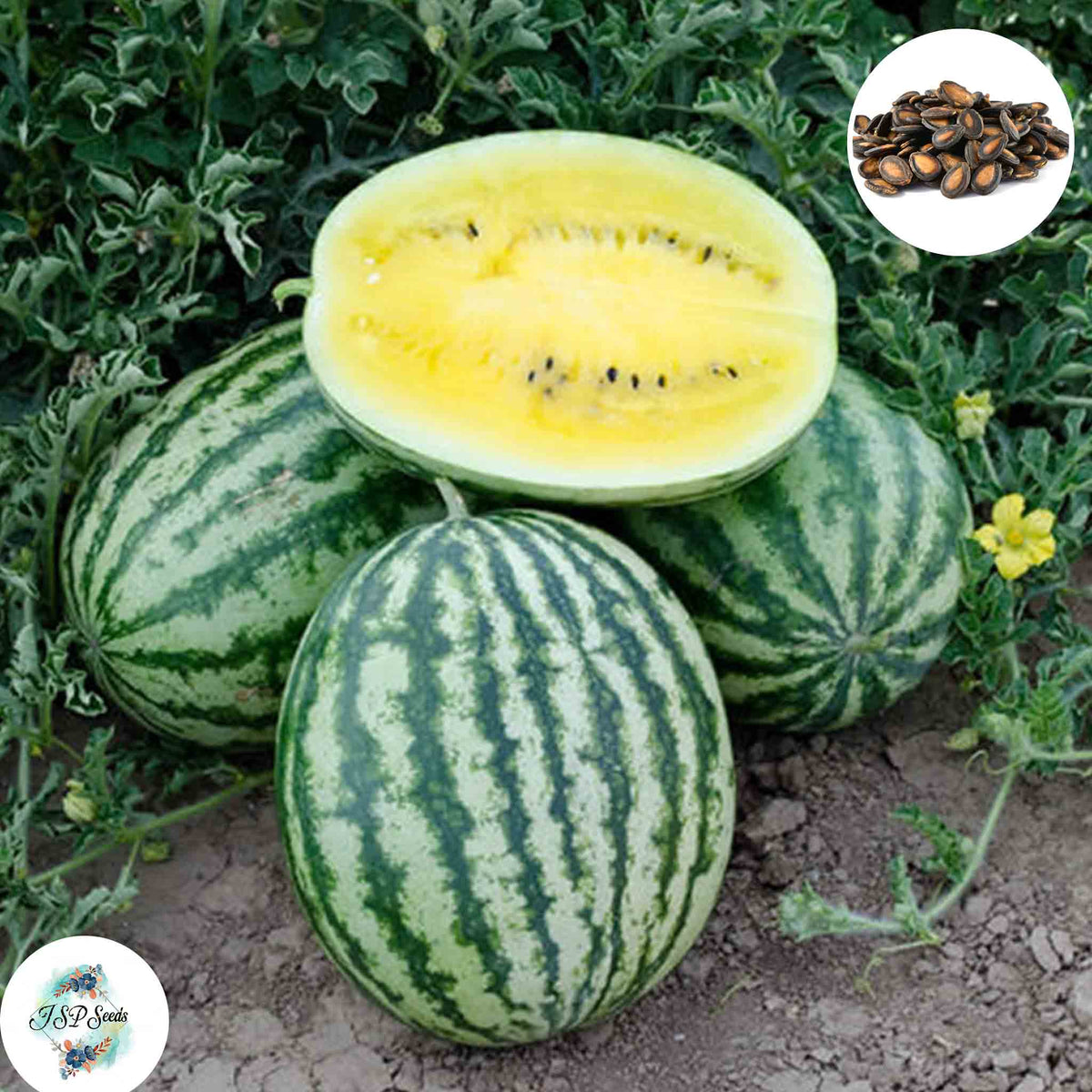 30 Yellow Watermelon Seeds Tropical Sweet Seeds (Asia Fruit)